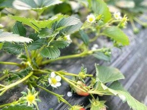 品尝新鲜草莓，享受甜蜜滋味——草莓秘 免费一区二区三区