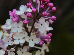 国产成人精品无码免费看丁香花：国产成人精品，无码免费观看，尽在丁香花