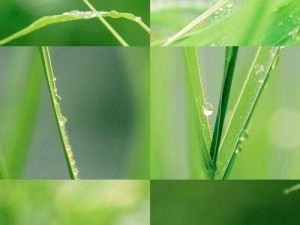 黄油免费下载网站：绿色无广，速度飞起