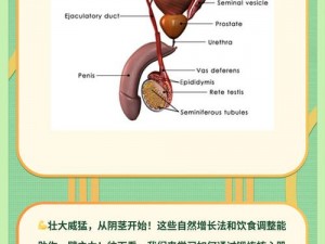 如何让鸡变大？变大的方法是什么？