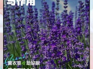 薰衣草研究所 APP——提供专业薰衣草知识和产品的平台