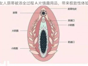 女人荫蒂被添全过程 A 片情趣用品，带来极致性体验