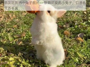 男朋友吃我的小兔子图片——软萌可爱的小兔子，口感香甜，营养丰富