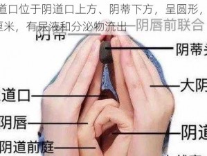 女性尿道口位于阴道口上方、阴蒂下方，呈圆形，直径约 0.5-1 厘米，有尿液和分泌物流出