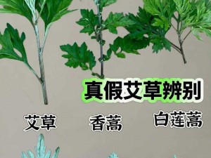 嫩叶草 m 码和澳洲码的区别——嫩叶草服装 m 码和澳洲码的详细介绍