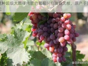 这种超级大颗硬肉甜的葡萄叫克瑞森无核，原产于美国