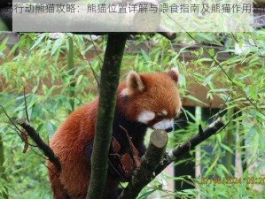 风云岛行动熊猫攻略：熊猫位置详解与喂食指南及熊猫作用全面解析