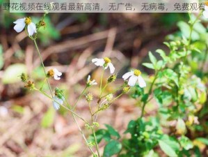 野花视频在线观看最新高清，无广告，无病毒，免费观看