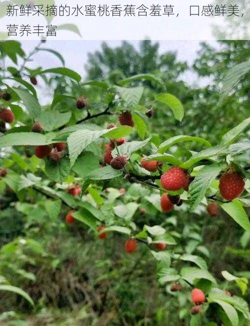 新鲜采摘的水蜜桃香蕉含羞草，口感鲜美，营养丰富