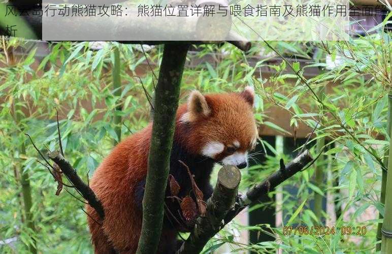 风云岛行动熊猫攻略：熊猫位置详解与喂食指南及熊猫作用全面解析