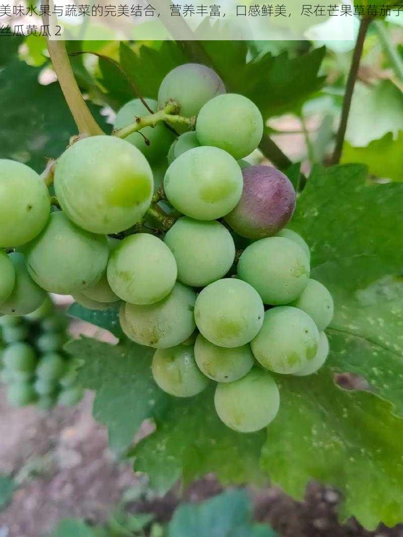 美味水果与蔬菜的完美结合，营养丰富，口感鲜美，尽在芒果草莓茄子丝瓜黄瓜 2