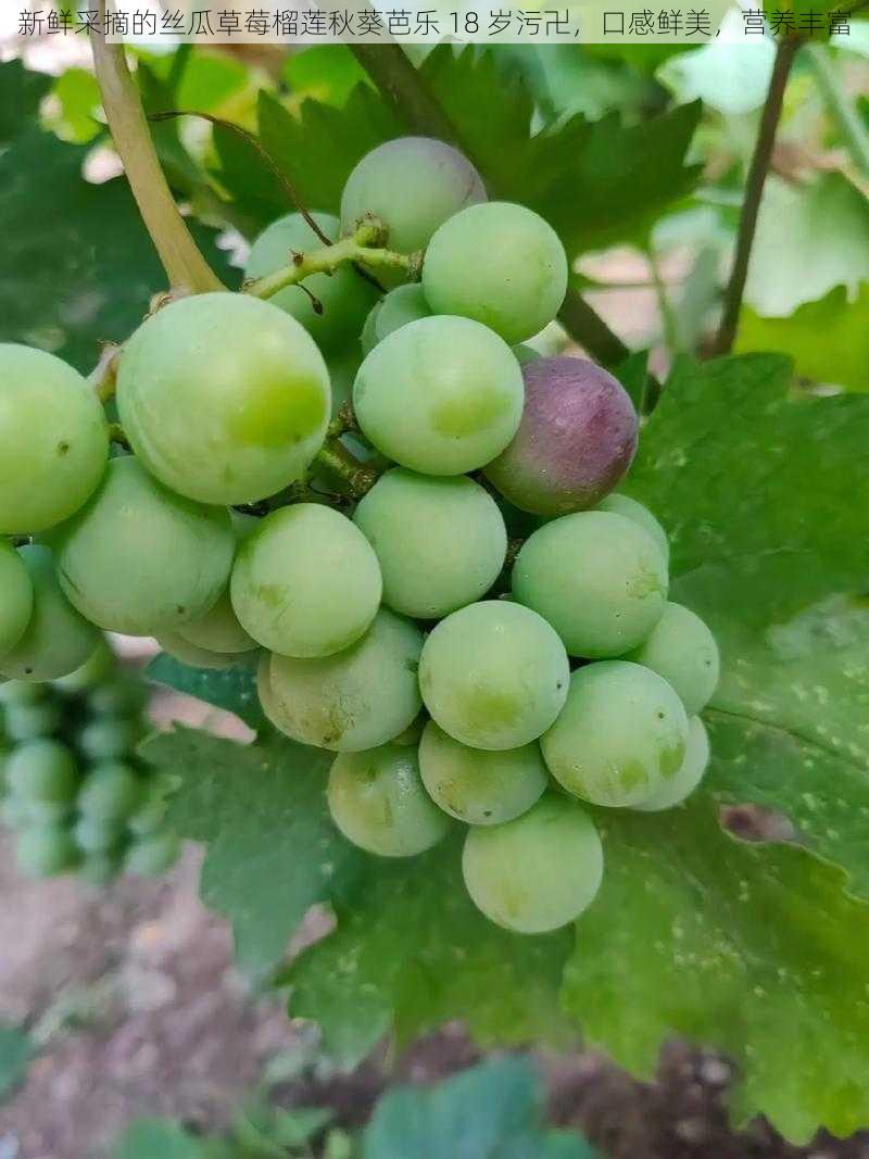 新鲜采摘的丝瓜草莓榴莲秋葵芭乐 18 岁污卍，口感鲜美，营养丰富