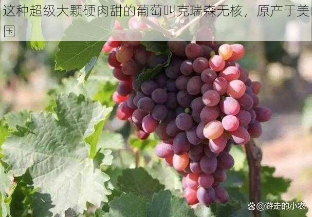 这种超级大颗硬肉甜的葡萄叫克瑞森无核，原产于美国