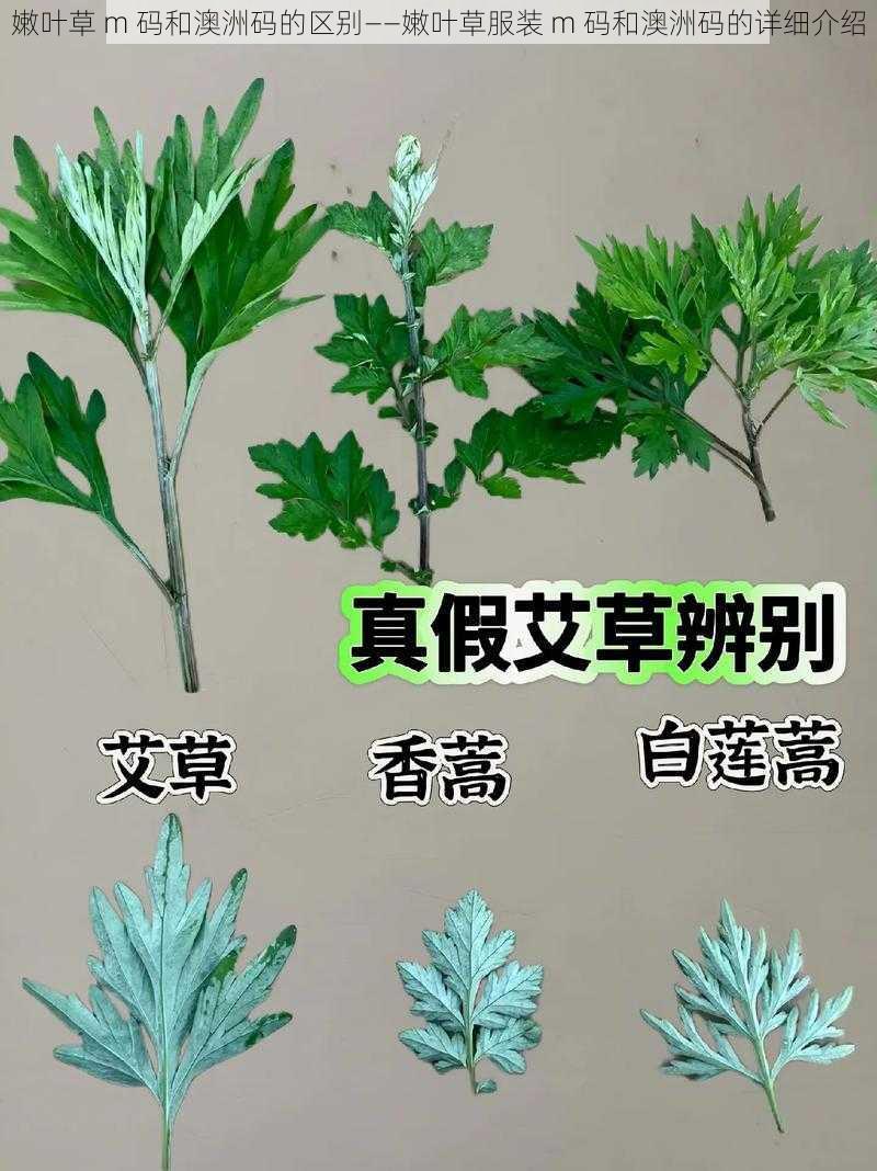 嫩叶草 m 码和澳洲码的区别——嫩叶草服装 m 码和澳洲码的详细介绍