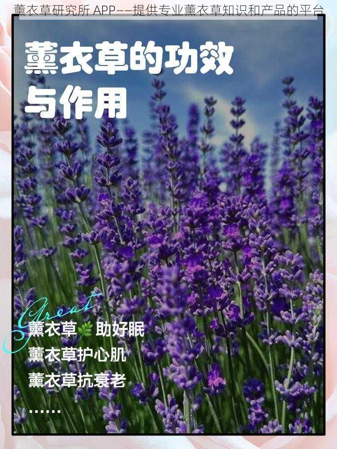 薰衣草研究所 APP——提供专业薰衣草知识和产品的平台