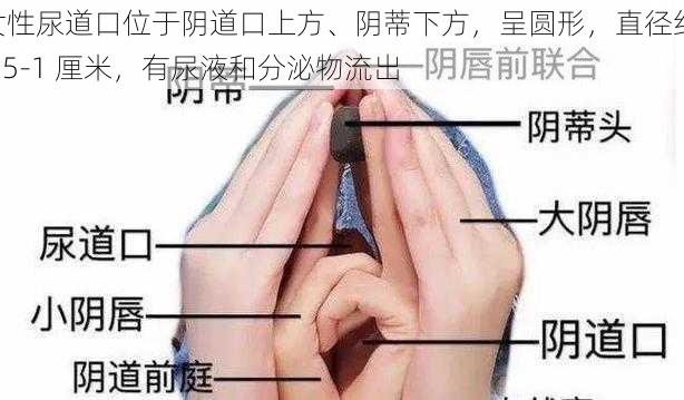 女性尿道口位于阴道口上方、阴蒂下方，呈圆形，直径约 0.5-1 厘米，有尿液和分泌物流出