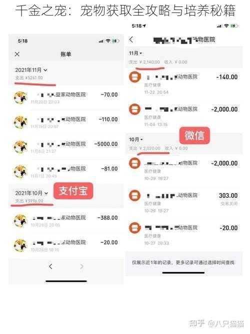 千金之宠：宠物获取全攻略与培养秘籍