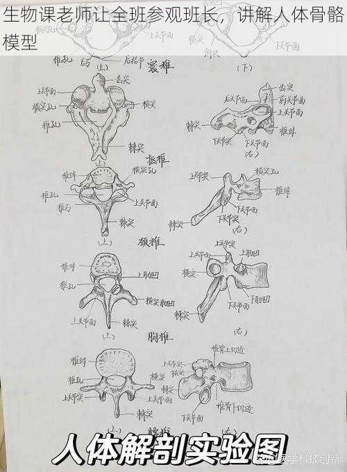 生物课老师让全班参观班长，讲解人体骨骼模型