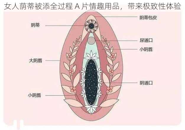 女人荫蒂被添全过程 A 片情趣用品，带来极致性体验