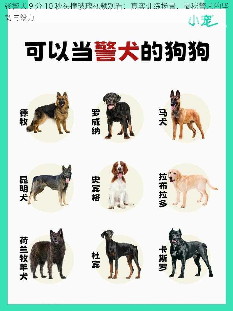 张警犬 9 分 10 秒头撞玻璃视频观看：真实训练场景，揭秘警犬的坚韧与毅力