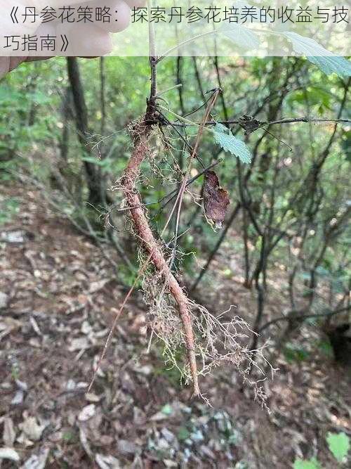 《丹参花策略：探索丹参花培养的收益与技巧指南》